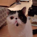 Find Pets -  I have a home 