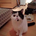 Find Pets -  I have a home 